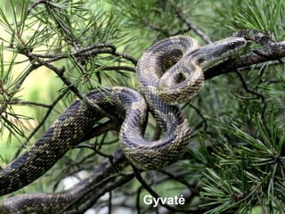 Gyvatė
 