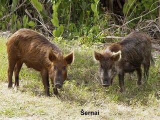Šernai
 