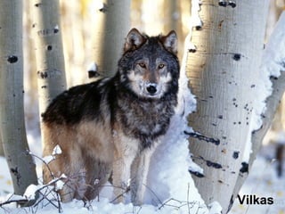 Vilkas
 