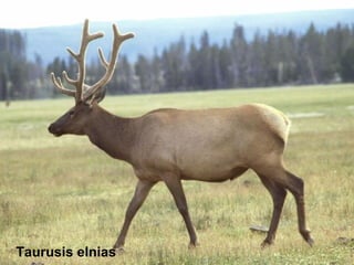Taurusis elnias
 
