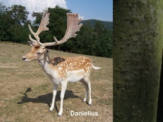Danielius
 