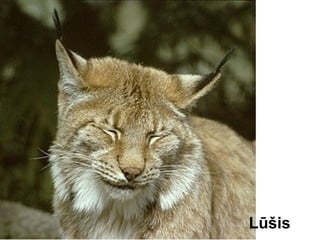 Lūšis
 