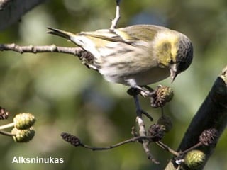 Alksninukas
 