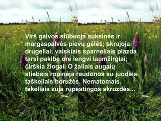 Virš galvos siūbuoja auksinės ir
margaspalvės pievų gėlės; skrajoja
drugeliai; vaiskiais sparneliais plazda
tarsi pakibę ore lengvi laumžirgiai;
čirškia žiogai. O žaliais augalų
stiebais ropinėja raudonos su juodais
taškeliais boružės. Nematomais
takeliais zuja rūpestingos skruzdės...
 