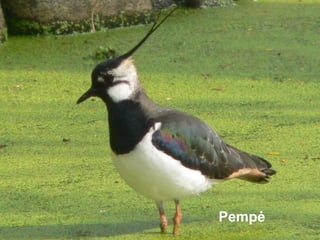 Pempė
 