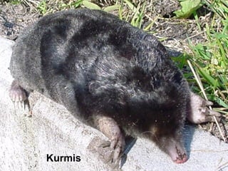 Kurmis
 