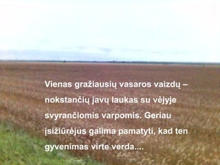 Vienas gražiausių vasaros vaizdų –
nokstančių javų laukas su vėjyje
svyrančiomis varpomis. Geriau
įsižiūrėjus galima pamatyti, kad ten
gyvenimas virte verda....
 