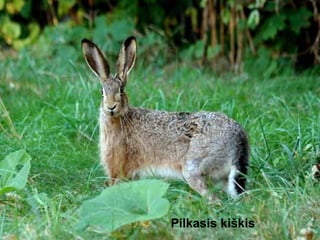Pilkasis kiškis
 