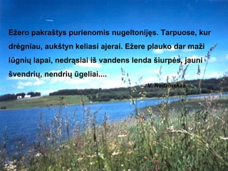 Ežero pakraštys purienomis nugeltonijęs. Tarpuose, kur
drėgniau, aukštyn keliasi ajerai. Ežere plauko dar maži
lūgnių lapai, nedrąsiai iš vandens lenda šiurpės, jauni
švendrių, nendrių ūgeliai....
                                       V. Nedzinskas
 
