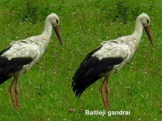 Baltieji gandrai
 