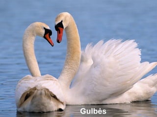 Gulbės
 