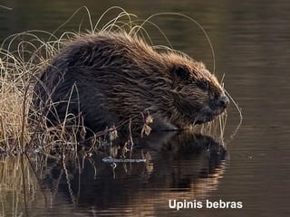 Upinis bebras
 