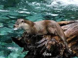 Ūdra
 
