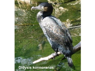 Didysis kormoranas
 