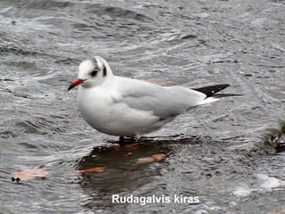 Rudagalvis kiras
 