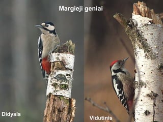 Margieji geniai




Didysis
                    Vidutinis
 