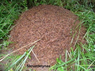 Skruzdėlynas
 