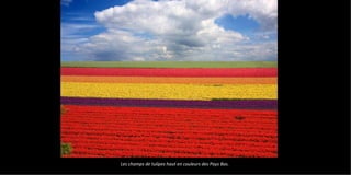 Les champs de tulipes haut en couleurs des Pays Bas.
 