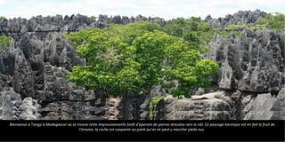 Bienvenue à Tsingy à Madagascar où se trouve cette impressionnante forêt d'éperons de pierres dressées vers le ciel. Ce paysage karstique est en fait le fruit de
l'érosion, la roche est coupante au point qu'on ne peut y marcher pieds nus.
 