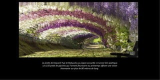 Le jardin de Kawachi Fuji à Kitakyushu au Japon accueille ce tunnel très poétique.
Les 150 pieds de glycines qui l'ornent fleurissent au printemps offrant une vision
étonnante sur plus de 80 mètres de long.
 