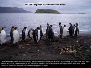 L'archipel des Kerguelen, aussi connu sous le nom d’îles de la Désolation, se situe à pas moins de 3400 km d’une autre terre
habitée. Au sud de l'océan Indien, ce lieu, balayé par les vents et habité par des scientifiques venant de France, abrite
surtout de nombreux manchots royaux et des éléphants de mer !
Les îles Kerguelen au sud de l'océan Indien
 