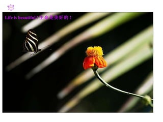 Life is beautiful ! 生命是美好的 ! 