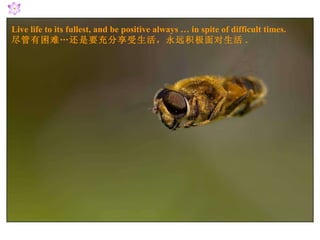 Live life to its fullest, and be positive always … in spite of difficult times. 尽管有困难…还是要充分享受生活，永远积极面对生活 . 