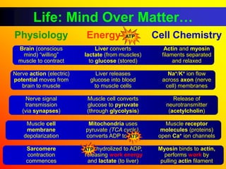 Life: Mind Over Matter…
Physiology                 Energy         ATP       Cell Chemistry
  Brain (conscious             Liver converts          Actin and myosin
   mind) “willing”        lactate (from muscles)      filaments separated
  muscle to contract        to glucose (stored)            and relaxed

Nerve action (electric)        Liver releases           Na+/K+ ion flow
potential moves from        glucose into blood        across axon (nerve
   brain to muscle            to muscle cells          cell) membranes

     Nerve signal          Muscle cell converts            Release of
    transmission           glucose to pyruvate          neurotransmitter
   (via synapses)          (through glycolysis)          (acetylcholin)

     Muscle cell           Mitochondria uses           Muscle receptor
     membrane             pyruvate (TCA cycle),       molecules (proteins)
    depolarization        converts ADP to ATP.       open Ca+ ion channels

     Sarcomere            ATP hydrolized to ADP,     Myosin binds to actin,
     contraction          releasing work energy        performs work by
     commences             and lactate (to liver)     pulling actin filament
 
