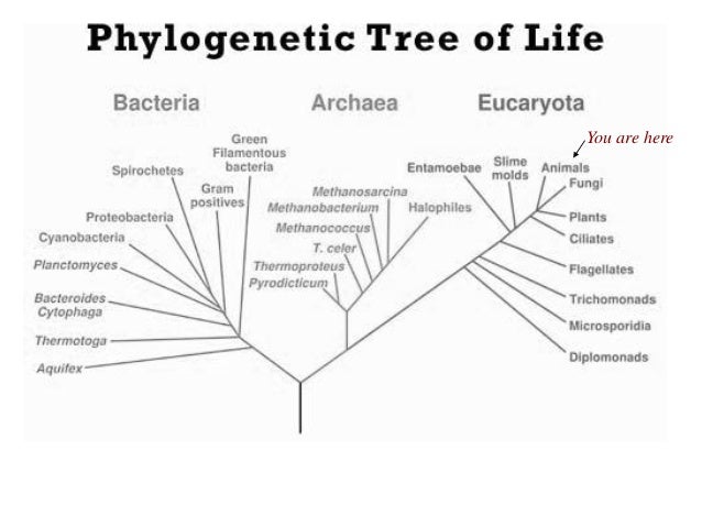 Can Natural Selection Occur Without Reproduction Can Natural Selection Occur Without Reproduction