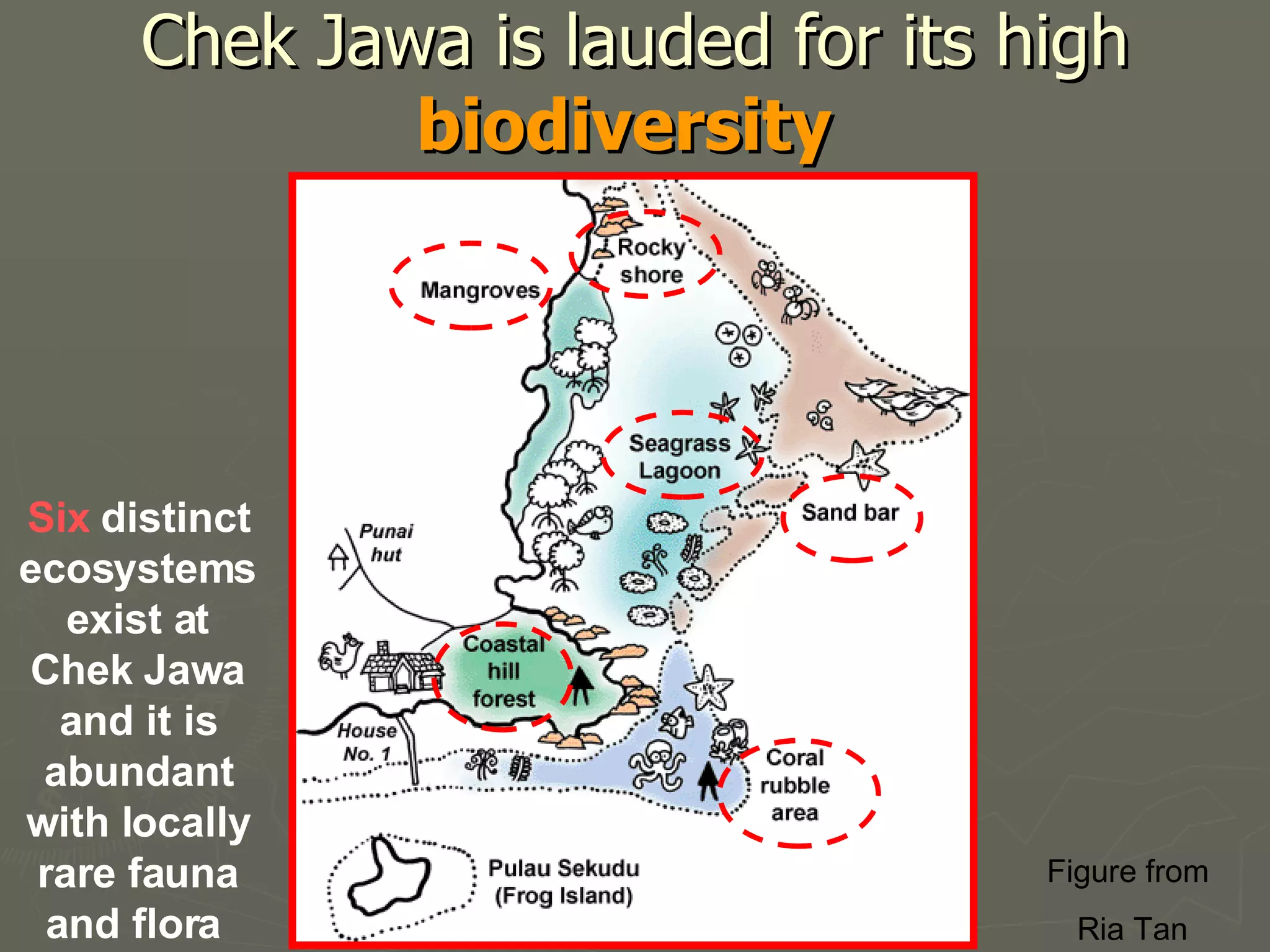 Life And Death at Chek Jawa | PPT