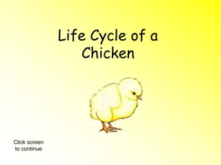 Life Cycle of a
Chicken
Click screen
to continue
 