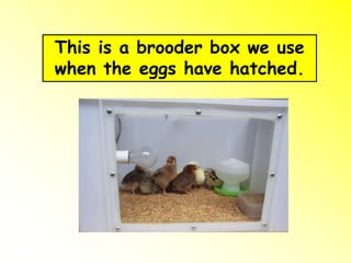 This is a brooder box we use
when the eggs have hatched.
 