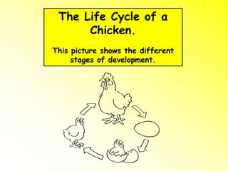 The Life Cycle of a
Chicken.
This picture shows the different
stages of development.
 