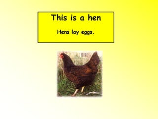 This is a hen
Hens lay eggs.
 