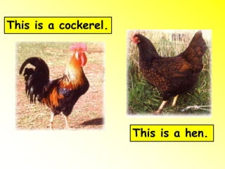 This is a hen.
This is a cockerel.
 
