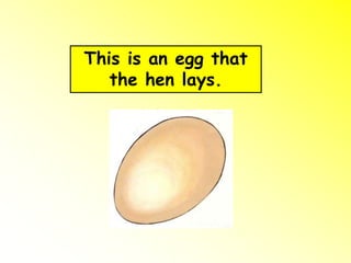 This is an egg that
the hen lays.
 