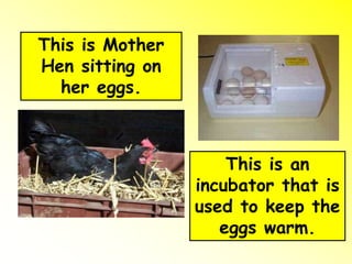 This is Mother
Hen sitting on
her eggs.
This is an
incubator that is
used to keep the
eggs warm.
This is Mother
Hen sitting on
her eggs.
 