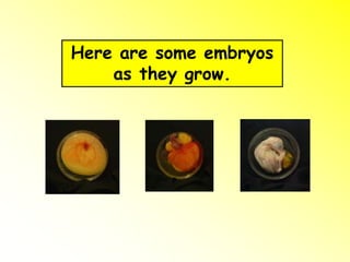 Here are some embryos
as they grow.
 