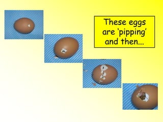 These eggs
are ‘pipping’
and then...
 