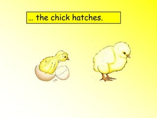 … the chick hatches.
 