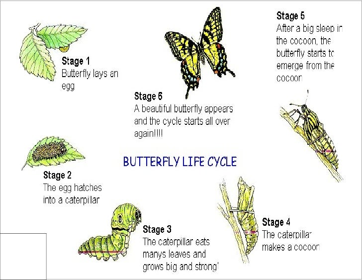essay about the life cycle of a butterfly