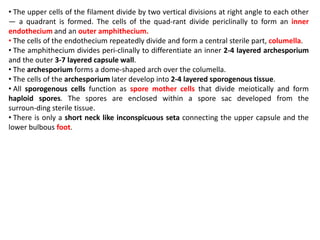 • The upper cells of the filament divide by two vertical divisions at right angle to each other
— a quadrant is formed. The cells of the quad-rant divide periclinally to form an inner
endothecium and an outer amphithecium.
• The cells of the endothecium repeatedly divide and form a central sterile part, columella.
• The amphithecium divides peri-clinally to differentiate an inner 2-4 layered archesporium
and the outer 3-7 layered capsule wall.
• The archesporium forms a dome-shaped arch over the columella.
• The cells of the archesporium later develop into 2-4 layered sporogenous tissue.
• All sporogenous cells function as spore mother cells that divide meiotically and form
haploid spores. The spores are enclosed within a spore sac developed from the
surroun-ding sterile tissue.
• There is only a short neck like inconspicuous seta connecting the upper capsule and the
lower bulbous foot.
 