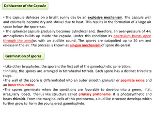 Dehiscence of the Capsule
• The capsule dehisces on a bright sunny day by an explosive mechanism. The capsule wall
and columella become dry and shrivel due to heat. This results in the formation of a large air
space below the spore-sac.
• The spherical capsule gradually becomes cylindrical and, therefore, an over-pressure of 4-6
atmospheres builds up inside the capsule. Under this condition its operculum bursts open
through the annulus with an audible sound. The spores are catapulted up to 20 cm and
release in the air. The process is known as air-gun mechanism of spore dis-persal.
Germination of spores
• Like other bryophytes, the spore is the first cell of the gametophytic generation.
• Initially, the spores are arranged in tetrahedral tetrads. Each spore has a distinct triradiate
ridge.
•The wall of the spore is differentiated into an outer smooth granular or papillate exine and
an inner thin intine.
•The spores germinate when the conditions are favorable to develop into a green, flat,
irregularly lobed, thallus like structure called primary protonema. It is photosynthetic and
bears rhizoids. From the marginal cells of this protonema, a bud like structure develops which
further grow to form the young erect gametophyte.
 