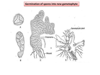 Germination of spores into new gametophyte
 