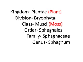 Kingdom- Plantae (Plant)
Division- Bryophyta
Class- Musci (Moss)
Order- Sphagnales
Family- Sphagnaceae
Genus- Sphagnum
 
