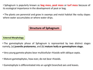 • Sphagnum is popularly known as bog moss, peat moss or turf moss because of
its ecological importance in the development of peat or bog.
• The plants are perennial and grow in swamps and moist habitat like rocky slopes
where water accumulates or where water drips.
Structure of Sphagnum
• The gametophyte phase of Sphagnum is represented by two distinct stages
namely, (a) juvenile protonema, and (b) mature leafy or gametophore stage.
• Very young gameto-phytes bear multicellular rhizoids with oblique septa.
• Mature gametophytes, how-ever, do not bear rhizoids.
• Gametophyte is differentiated into an upright branched axis and leaves.
External Morphology
 