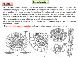 Internal structure
•T.S. of stem shows 3 regions. The outer cortex or hyalodermis is about 3-6 layers of
compactly arranged cells, in older stems. It stores water. he mature corti-cal cell is devoid
of protoplasm. In some species (S. tenellum, S. molluscum), some outer cortical cells
enlarge peculiarly and become bottle or retort-shaped. The neck of each cell is turned
outward away from the axis and has a pore at the distal end. These are called retort cells.
They accumulate water and inhabited by small microscopic animals.
•The middle region is hadrome. It comprises of prosenchymatous cells. It provides
mechanical support.
•The inner most region is medulla, made up of colourless parenchymatous cells.
T.S. of Stem
 