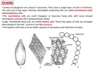 T.S. of leaf
• Leaves of sphagnum are unique in structure. They have a single layer of cells in thickness.
The cells are of two types: Narrow, chlorophyll containing cells are called assimilatory cells/
cholorophyllous cells .
• The assimilatory cells are small triangular or biconvex living cells with many discoid
chloroplasts and have their photosynthetic ability
•Large, rhomboidal dead cells are called hyaline cells. These two types of cells are arranged
alternatively in the leaf , to form a net-like structure.
• The hyaline cells have a remar-kable capacity of absorption and retention of water .
 