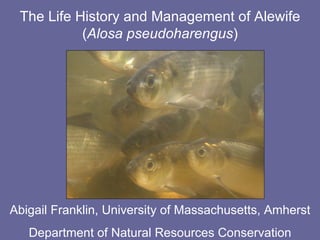 The Life History and Management of Alewife ( Alosa pseudoharengus ) Abigail Franklin, University of Massachusetts, Amherst Department of Natural Resources Conservation 