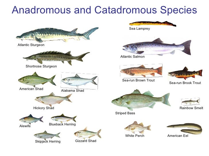 Management of Alewife